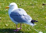 Herring Gull