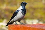 Hooded Crow - Isle of Lewis