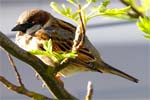 House Sparrow