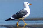 Lesser Black Backed Gull - Bird Sightings