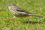 Meadow Pipits