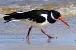 Oyster Catchers Bird Sightings
