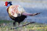 Pheasant