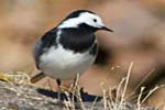 Pied Wagtail - Hebrides