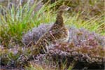 Red Grouse - Isle of Harris - Western Isles Birds