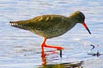 Redshank