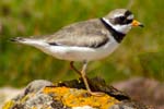 Ringed Plover