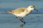 Sanderling