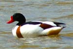 Shelduck