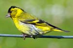 Siskin