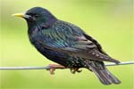 Starling