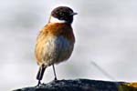 Stonechat