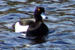 Tufted Duck - Isle of Harris - Western Isles Birds