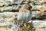 Twite - Hebrides