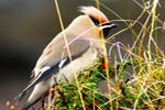 Waxwings - Hebrides