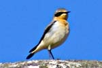 Wheatear - Hebrides