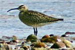 Whimbrel - Hebrides
