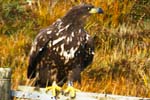 White Tailed Sea Eagle - Isle of Harris - Western Isles Birds