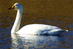 Whooper Swans