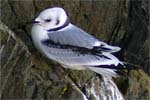 Kittiwakes Bird Sightings