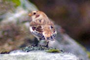 Western Isles Bird Sightings - Snow Bunting