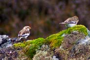 Snow Buntings - Western Isles Bird Sightings