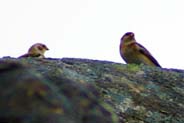 Snow Bunting - Western Isles Bird Sightings