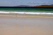 Scarista Beach - Terns - Hebrides Beaches