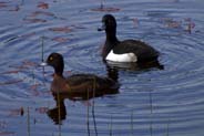 Western Isles Birds - Tufted Ducks - Isle of Harris