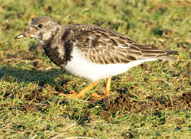 Turnstone - Western Isles