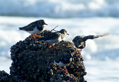 Buzzard - Western Isles