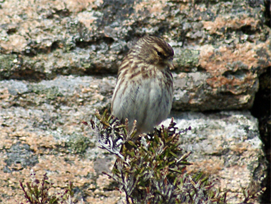Twite - Western Isles