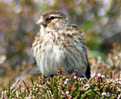 Female Chaffinch- Western Isles