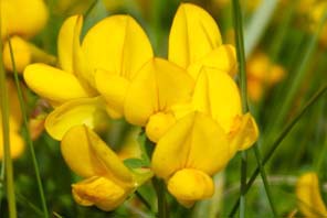 Yellow wildflowers - Birdsfoot Trefoil - Close Up
