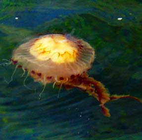 Jellyfish seen at North Huisinis Jetty