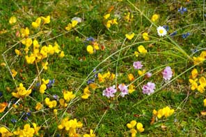 Machair at Huisinis