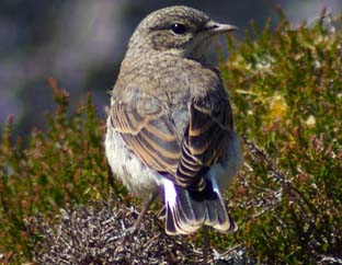 Wheater - Western Isles Bird Sightings