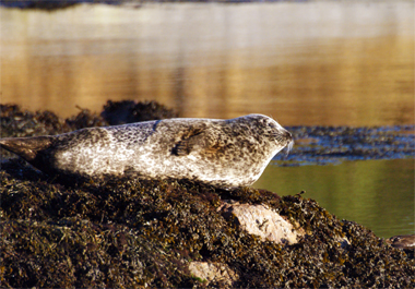 Grey Heron - Western Isles