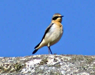 Wheatear - Western Isles