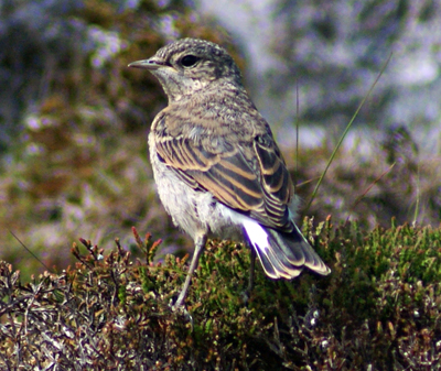 Wheatear - Western Isles